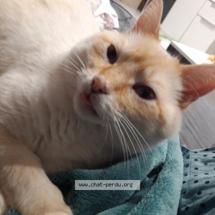 Foto 1/2 SNOW Chat perdido en L horme