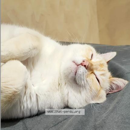 Foto 2/2 SNOW Chat perdido en L horme