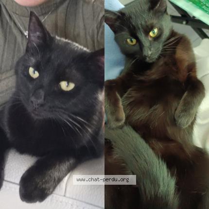 Foto 1/1 Bagheera Chat perdido en Thivars