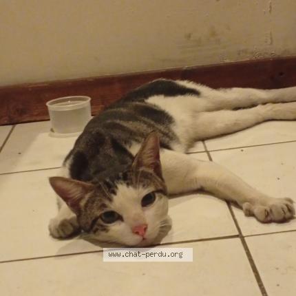 Foto 1/1 Gato encontrado Encontrado en Lyon 9