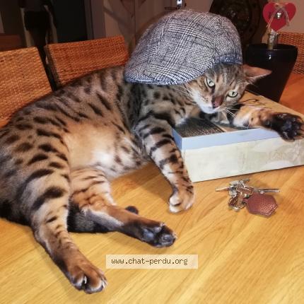 Foto 2/2 Ninja Chat perdido en Sainte suzanne