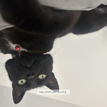 Foto 1/1 Rein Chat perdido en Merkwiller pechelbronn