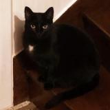 Foto del gato perdido en Le Havre