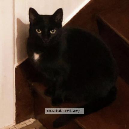 Foto 1/1 Duchess Chat perdido en Le havre