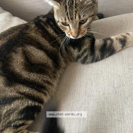 Foto 1/1 Vito Chat perdido en Franqueville saint pierre