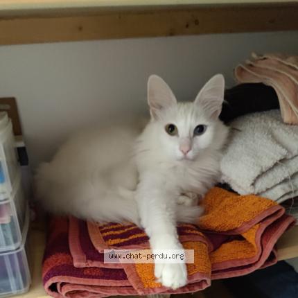 Foto 1/1 Nidalee Chat perdido en Saint paul sur save