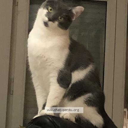 Foto 1/1 Oliver Chat perdido en Ans alleur