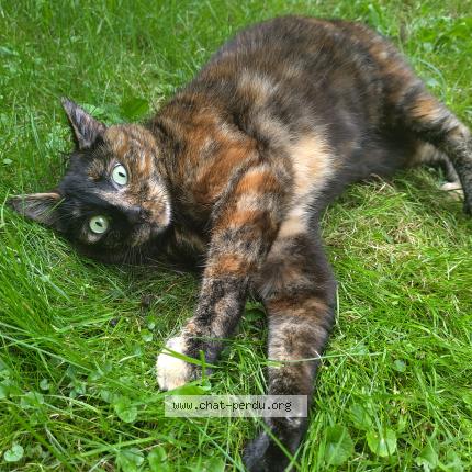 Foto 1/1 Keiko Chat perdido en Paris