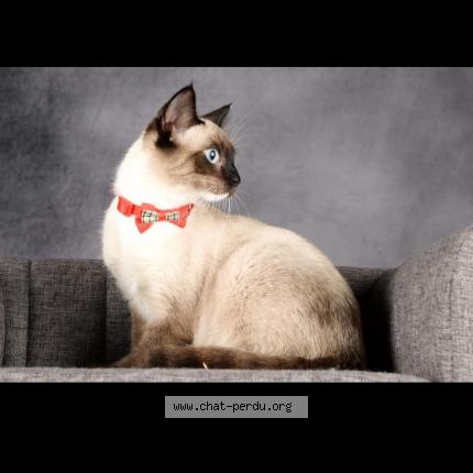 Foto 1/1 Mimi Chat perdido en Montpereux