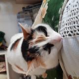 Foto del gato perdido en Eysines