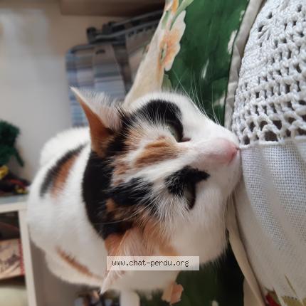 Foto 1/1 Osiris Chat perdido en Eysines