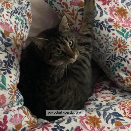 Foto 1/1 Urus Chat perdido en Blyes