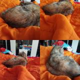 Foto del gato perdido en Vias