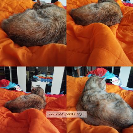 Foto 1/1 Nounoune Chat perdido en Vias