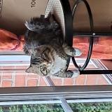 Foto del gato perdido en Gravelines