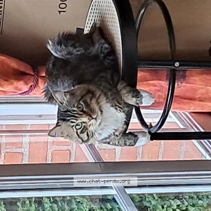 Foto 1/1 Titi Chat perdido en Gravelines