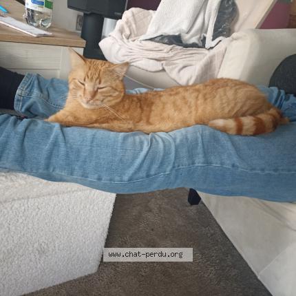 Foto 1/1 Louga Chat perdido en Trefumel