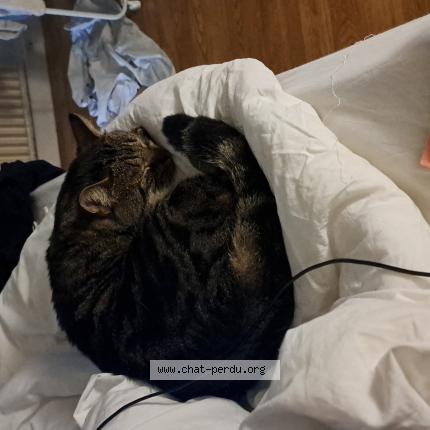 Foto 1/1 Sodium Chat perdido en Orleans