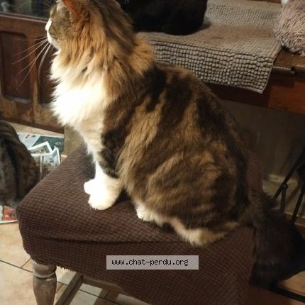 Foto 1/1 Tomy Chat perdido en Loisia