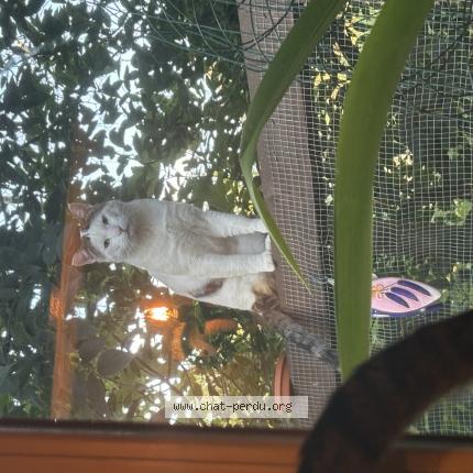 Foto 1/1 Gato encontrado Encontrado en Nimes