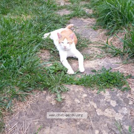 Foto 1/1 Caramel Chat perdido en Loisia