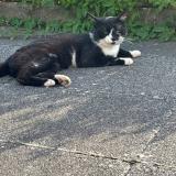 Foto del gato perdido en Vieux Charmont