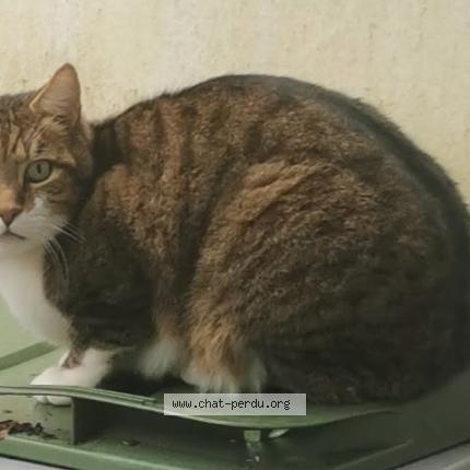 Foto 1/1 Starsky Chat perdido en Raddon et chapendu