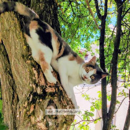 Foto 1/1 Vita Chat perdido en Gouzon