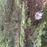 Foto del gato perdido en Le Tronchet