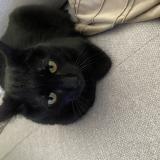 Foto del gato perdido en Saint Etienne De St Geoirs