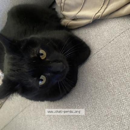 Foto 1/1 Bob Chat perdido en Saint etienne de st geoirs