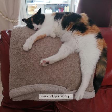 Foto 1/1 Moana Chat perdido en Dax