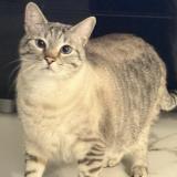 Foto del gato perdido en Villeparisis