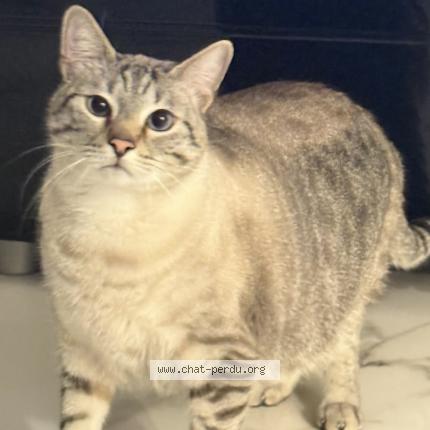 Foto 1/1 Tom Chat perdido en Villeparisis