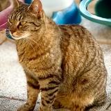 Foto del gato perdido en Allauch