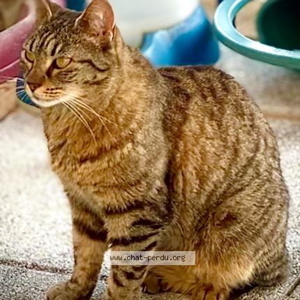 Foto 1/1 Noisette Chat perdido en Allauch