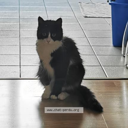 Foto 1/1 caramel Chat perdido en Lyon