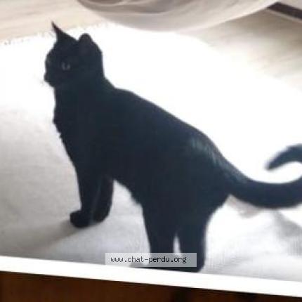 Foto 1/1 Valstar Chat perdido en Cassis