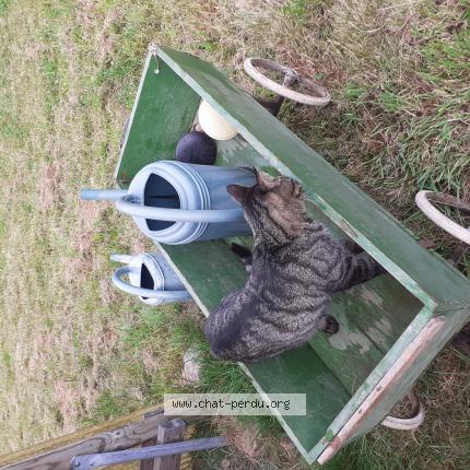 Foto 1/1 Biscotte Chat perdido en Fresse sur moselle