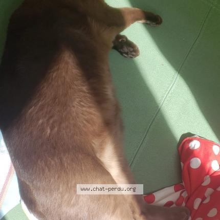 Foto 1/1 Archie Chat perdido en Campagne