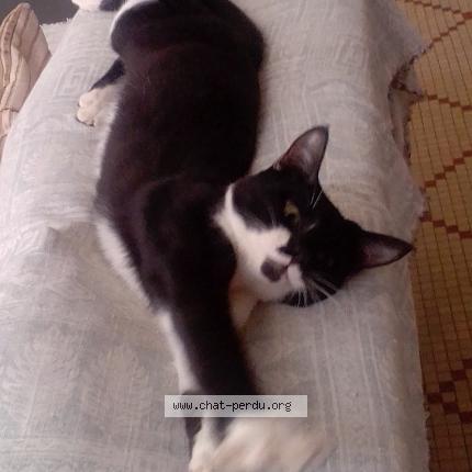 Foto 1/1 Utopia Chat perdido en Roissy en brie