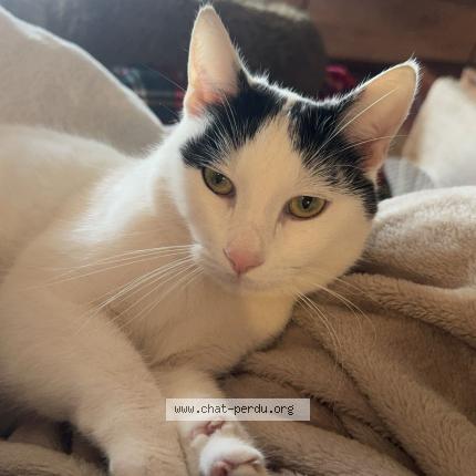 Foto 1/1 Moustique Chat perdido en Sanguinet