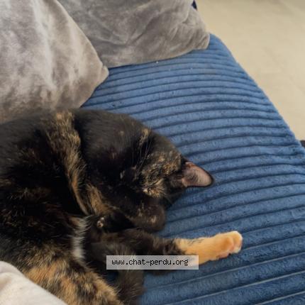 Foto 1/1 Ninouche Chat perdido en Attignat