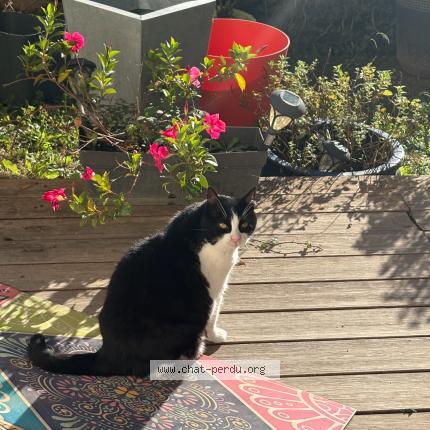 Foto 1/1 Minnie Chat perdido en Aix en provence