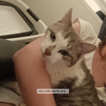 Foto 1/1 Orion Chat perdido en Mouen