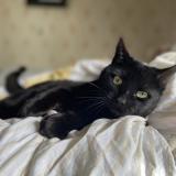 Foto del gato perdido en Mordelles