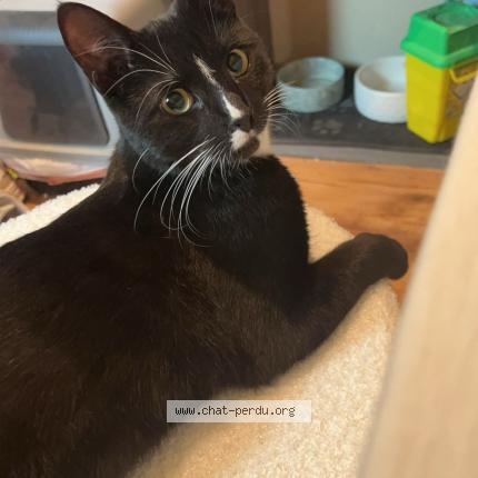 Foto 1/1 Félix Chat perdido en Bucamps