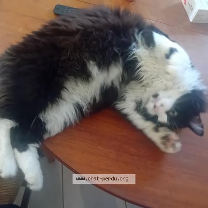 Foto 1/1 Speedy Chat perdido en Montmorot