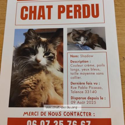 Foto 1/1 Shadow Chat perdido en Talence