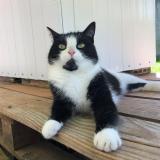 Foto del gato perdido en Neydens